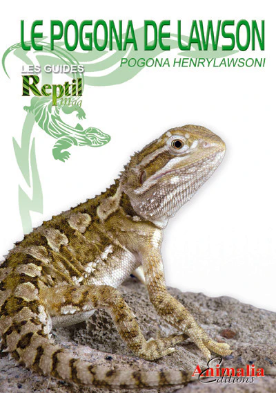 Le pogona de Lawson - Pogona henrylawsoni
