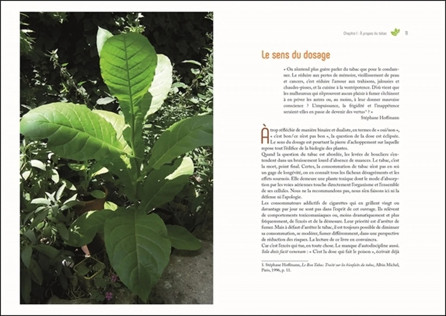 Cultiver son propre tabac - De la graine à la feuille séchée - Image 23