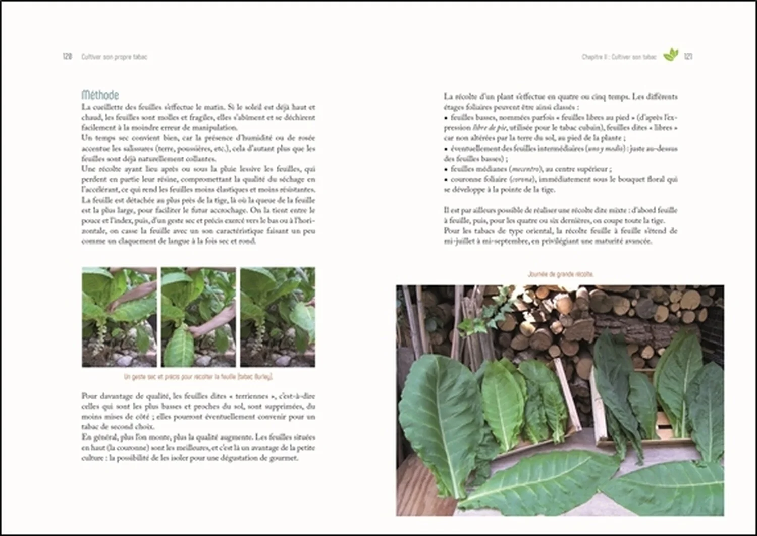 Cultiver son propre tabac - De la graine à la feuille séchée - Image 9