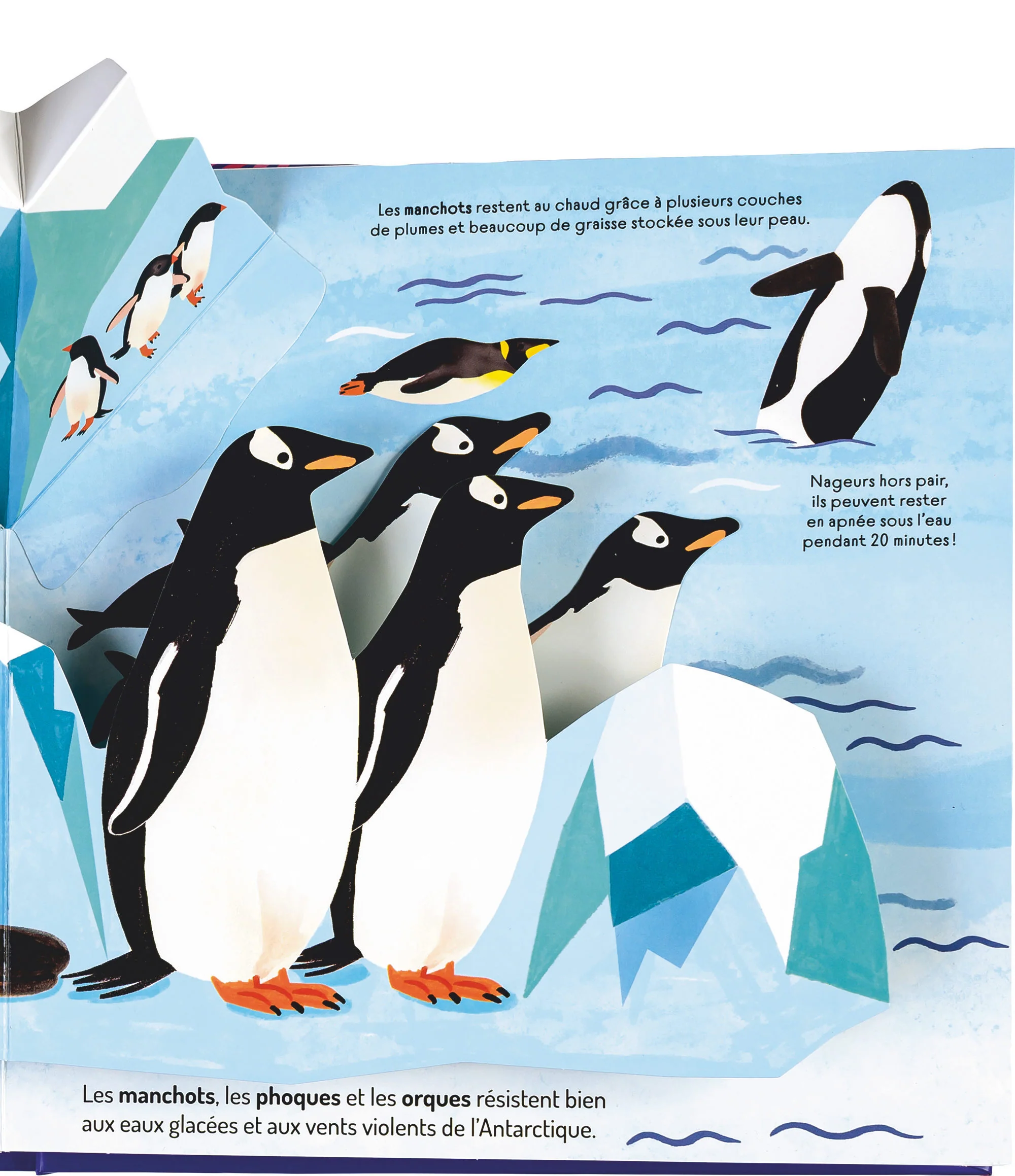 À la découverte des océans - Un livre pop-up - Image 12